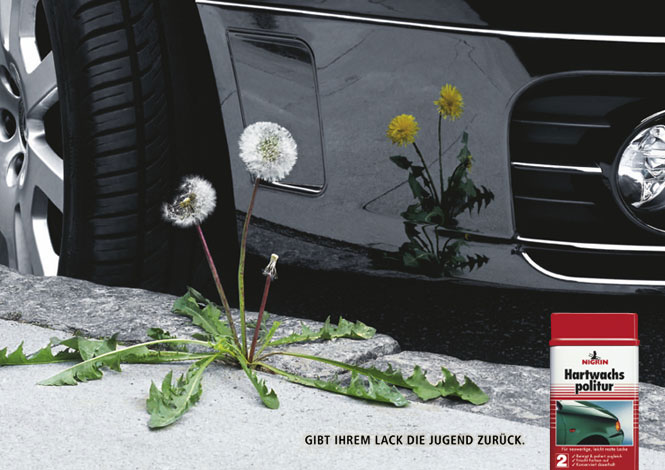 Nigrin_02_Pusteblume.jpg