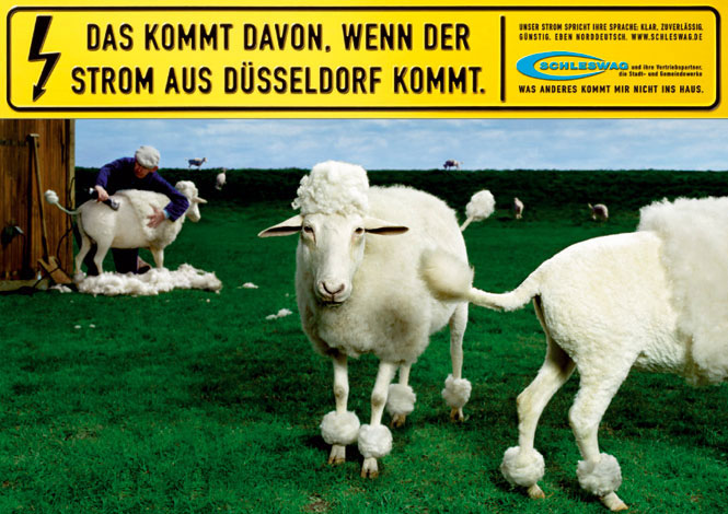 Schleswag_01_Schafe.jpg