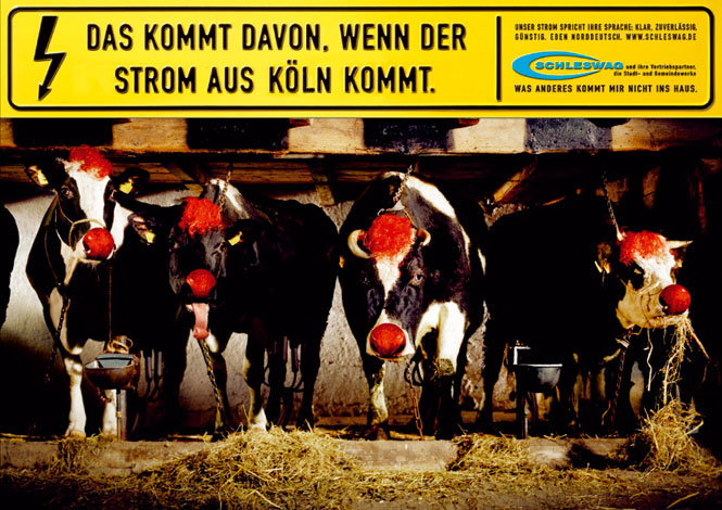 Schleswag_02_Kuehe.jpg