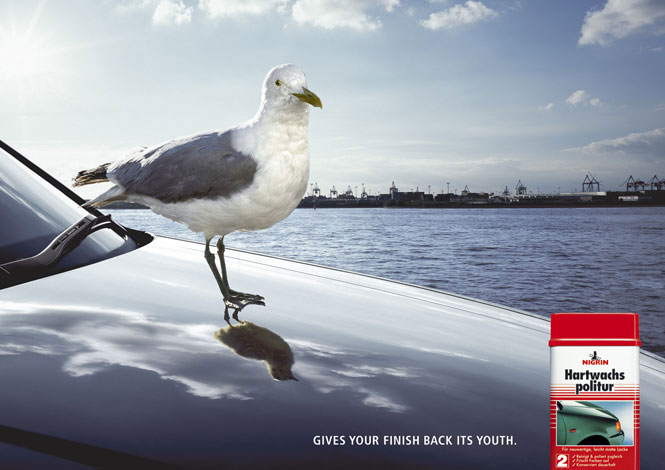 Nigrin_01_Gull.jpg